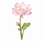 Konstruktorius gėlė „Lotosas“